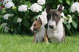 BULL TERRIER MINIATURE 153